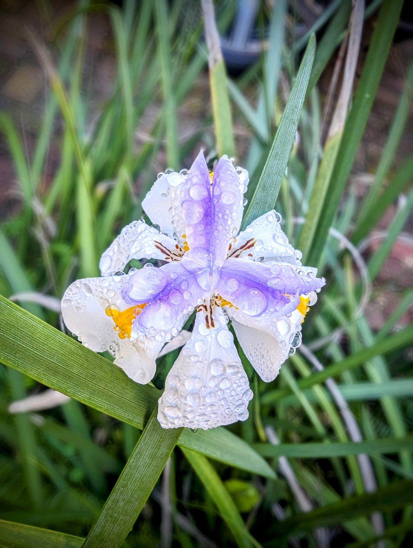 Iris Seed Pod Earrings, Eco Friendly Funky Organic Silver Earrings