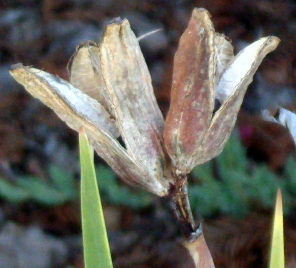 Iris Seed Pod Earrings, Eco Friendly Funky Organic Silver Earrings