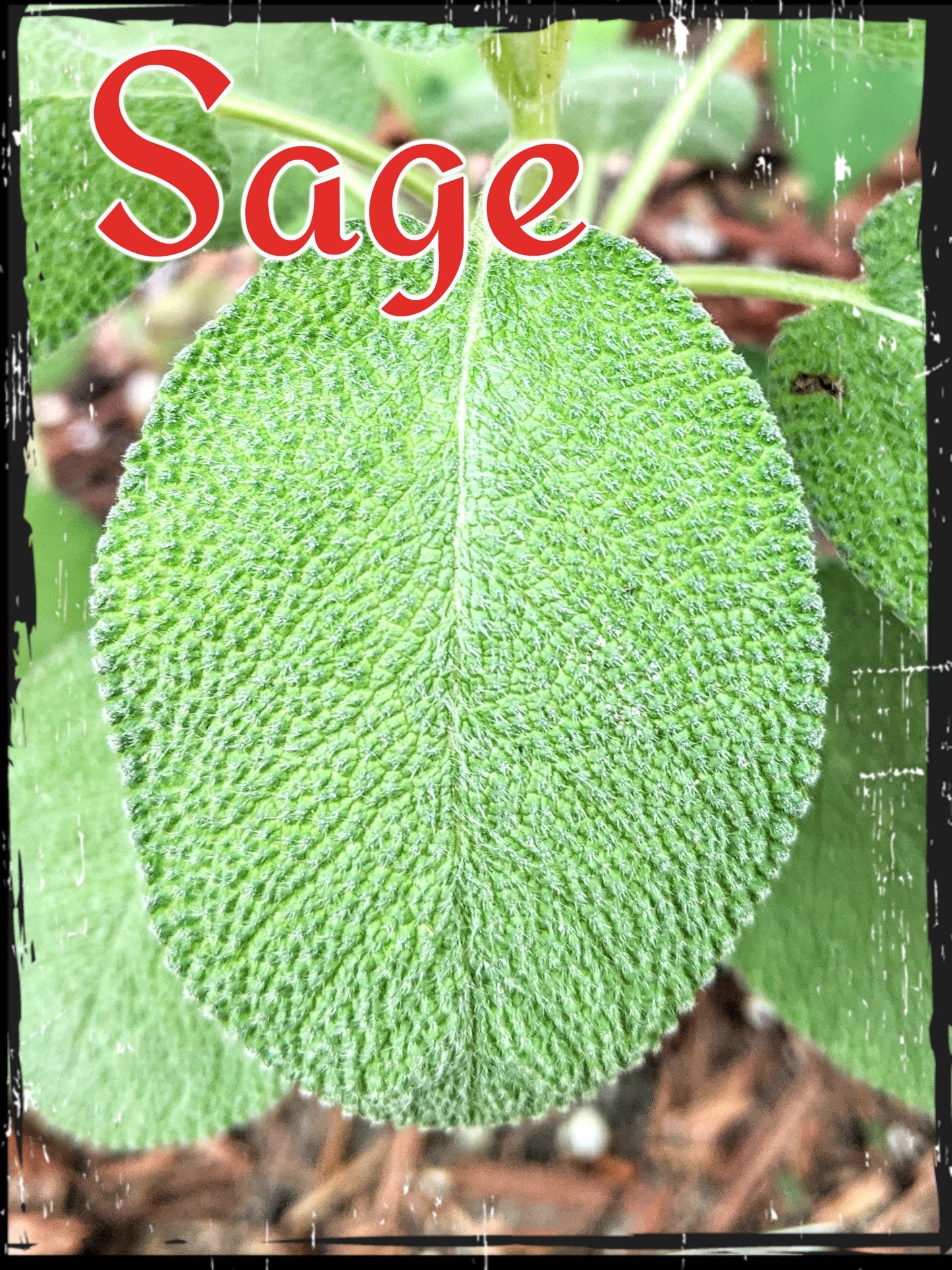 Silver Sage Leaf Earrings, Botanical Eco-Friendly Earrings, Artisan Boho Rustic Nature Inspired Jewelry